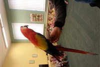 Návštěva papoušků ve školce :-)